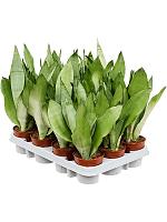 Сансевиерия Муншайн H30 D9 см