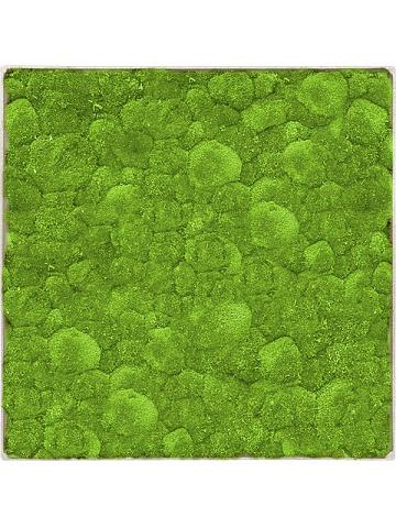 Картина из мха nova frame antique white-concrete 100% ball moss