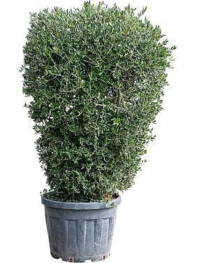 Оливковое дерево (Олива европейская)