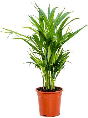 Арека Хризалидокарпус (Дипсис желтоватый) Арека Хризалидокарпус (Дипсис желтоватый)