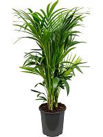 Ховея Форстера H120 D27 см