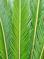 Цикас Революта H120 D38 см