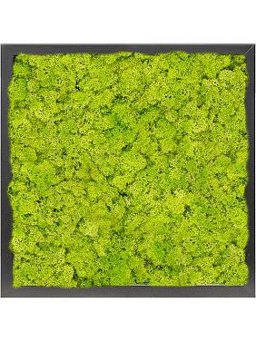 Картина из мха mdf ral 9005 satin gloss 100% reindeer moss (spring green) Картина из мха mdf ral 9005 satin gloss 100% reindeer moss (spring green)