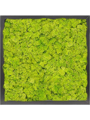 Картина из мха mdf ral 9005 satin gloss 100% reindeer moss (spring green) Картина из мха mdf ral 9005 satin gloss 100% reindeer moss (spring green)
