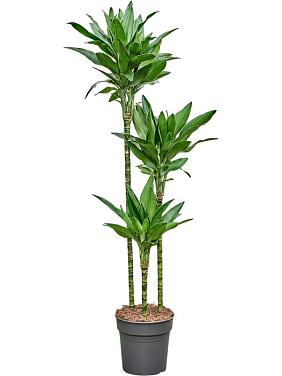 Драцена Фрагранс Джанет Линд Голд 3 ствола