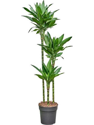 Драцена Фрагранс Джанет Линд Голд 3 ствола