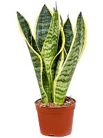 Сансевиерия Футура Суперба H25 D9 см