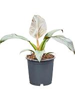 Филодендрон Империал Ред H35 D13 см