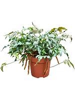 Даваллия пятилистная H25 D12 см