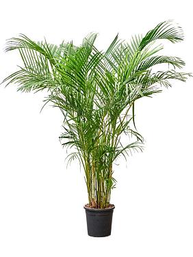 Арека Хризалидокарпус (Дипсис желтоватый) Арека Хризалидокарпус (Дипсис желтоватый)