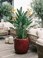 Кашпо Balloon pot mauve D43 H43 см