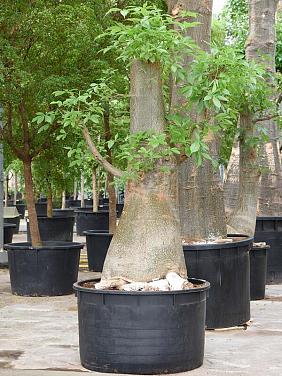 Баобаб (Адансония пальчатая) Баобаб (Адансония пальчатая)