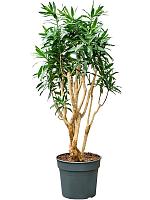 Драцена Рефлекса отогнутая H170 D38 см