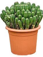 Молочай (Эуфорбия) Эхинус H55 D35 см