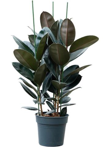 Фикус Эластика Абиджан