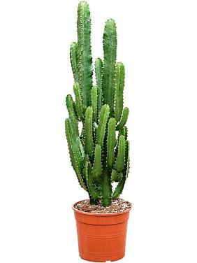 Молочай Эритрейский