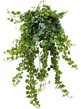 Плющ Хедера Хеликс Вандер ампельный Плющ Хедера Хеликс Вандер ампельный