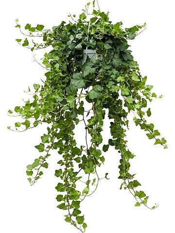 Плющ Хедера Хеликс Вандер ампельный Плющ Хедера Хеликс Вандер ампельный