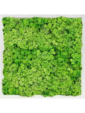 Картина из мха mdf ral 9010 satin gloss 100% reindeer moss (light grass green) Картина из мха mdf ral 9010 satin gloss 100% reindeer moss (light grass green)