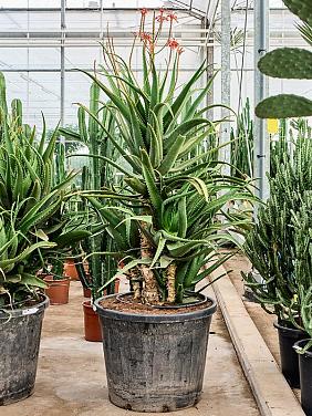 Алоэ Ред Сафари Алоэ Ред Сафари