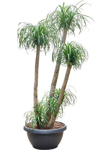 Нолина (Бокарнея отогнутая) разветвленная