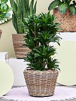 Кашпо Drypot rattan round grey D43 H33 см Кашпо Drypot rattan round grey D43 H33 см