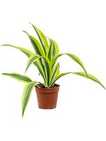 Драцена Фрагранс Лемон Лайм H27 D12 см