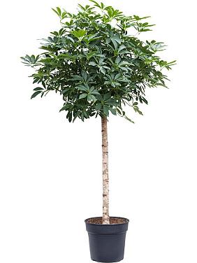 Шеффлера Компакта Шеффлера Компакта