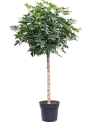 Шеффлера Компакта Шеффлера Компакта