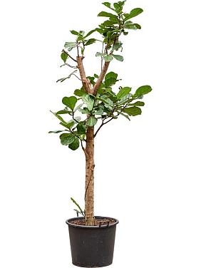 Фикус Лирата Фикус Лирата