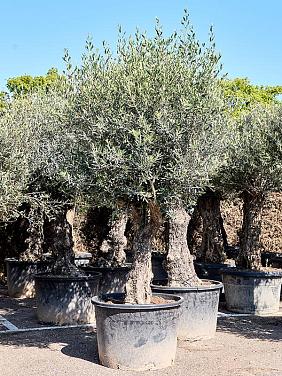 Оливковое дерево (Олива европейская)
