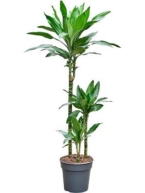 Драцена Фрагранс Джанет Линд Голд 3 ствола