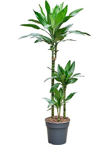 Драцена Фрагранс Джанет Линд Голд 3 ствола