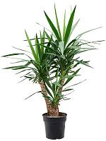 Юкка Слоновая разветвленная H110 D27 см