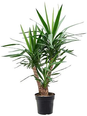 Юкка Слоновая разветвленная