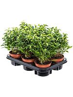 Фикус Бенджамина Наташа H30 D12 см