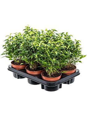 Фикус Бенджамина Наташа Фикус Бенджамина Наташа