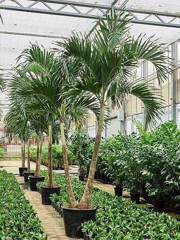 Вейтчия Мерилли (Адонидия) 2 ствола