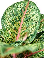 Аглаонема Карнивал Квин H50 D19 см