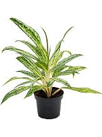 Аглаонема Матча Лемон H35 D12 см
