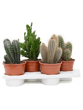 мини-кактусы микс (набор 4 шт) мини-кактусы микс (набор 4 шт)