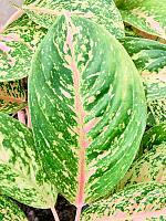 Аглаонема Пеппер Белз H30 D13 см