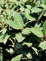 Лавровое дерево (Лавр благородный) H200 D50 см Лавровое дерево (Лавр благородный) H200 D50 см