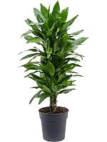 Драцена Фрагранс Джанет Линд разветвленная H90 D24 см