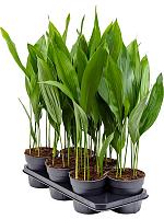Аспидистра Элатиор высокая H60 D15 см