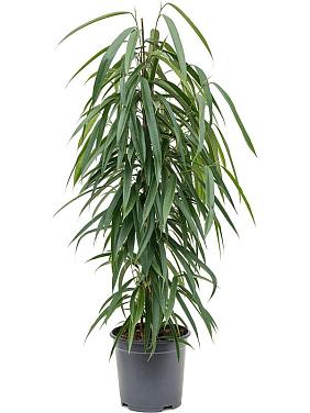 Фикус Бенедикта Али Фикус Бенедикта Али