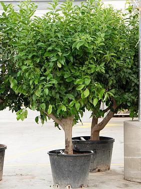 Лимонное дерево Лимонное дерево