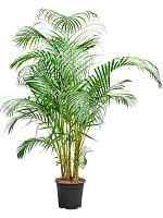 Арека Хризалидокарпус (Дипсис желтоватый) H130 D24 см