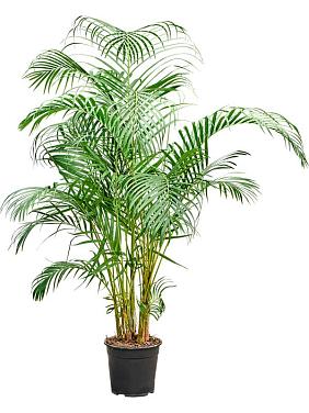 Арека Хризалидокарпус (Дипсис желтоватый) Арека Хризалидокарпус (Дипсис желтоватый)