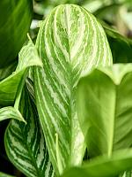 Аглаонема Страйпс H55 D19 см